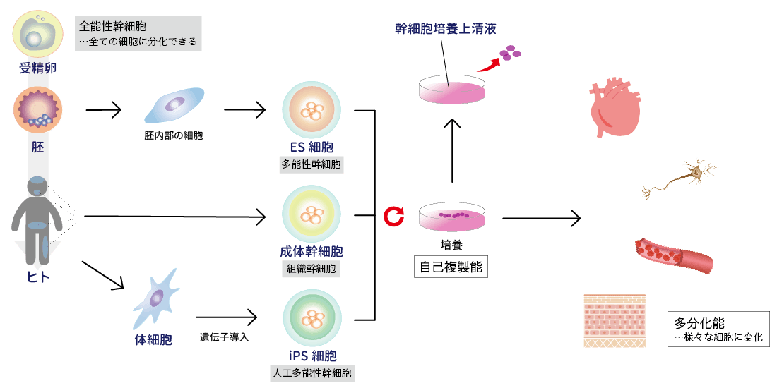 幹細胞について