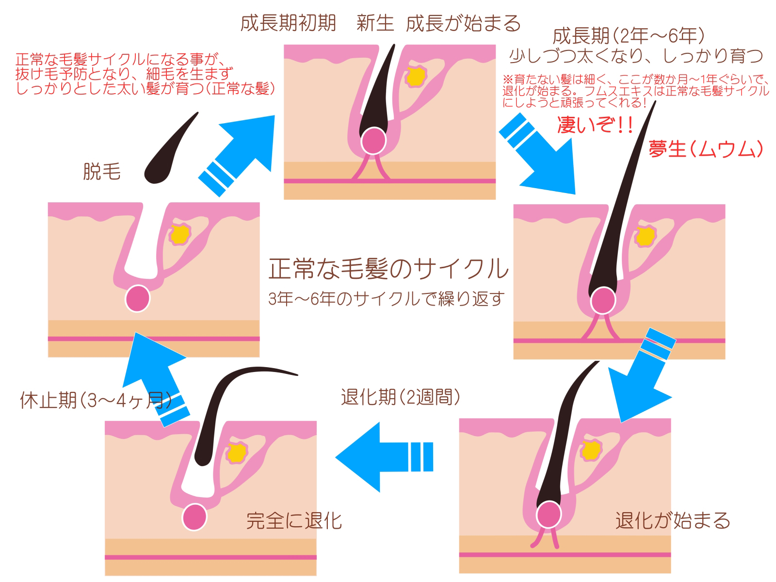 最大の特徴は毛が太くなる