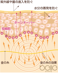 表皮層への働き