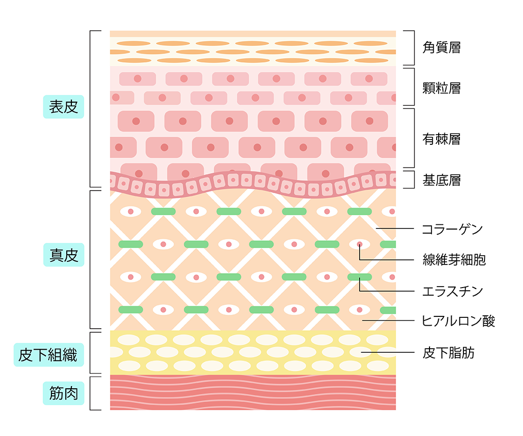 表皮の角質層には